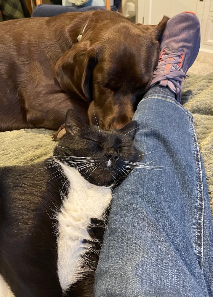 A chocolate lab and a tuxedo cat are asleep with their heads pressed against my leg. 