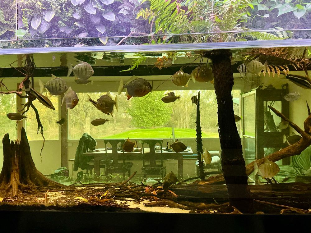 View through a large tank full of Amazonian fish to an open room and then out to a bushland setting with a dam and a large gum tree. Some fish look a lot like piranhas.