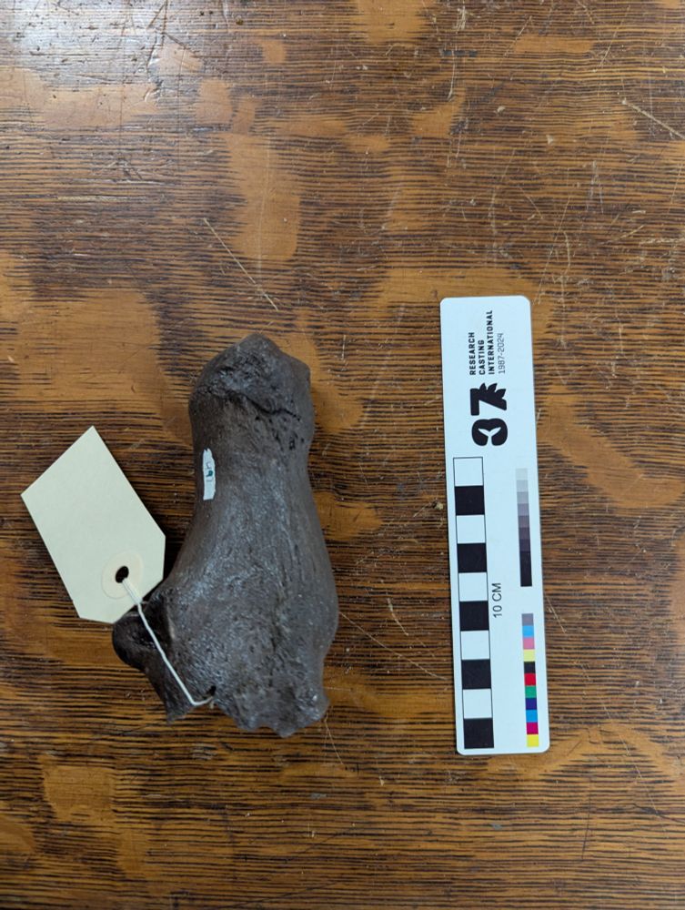 Over 800 bones, including this calcaneus, were catalogued.