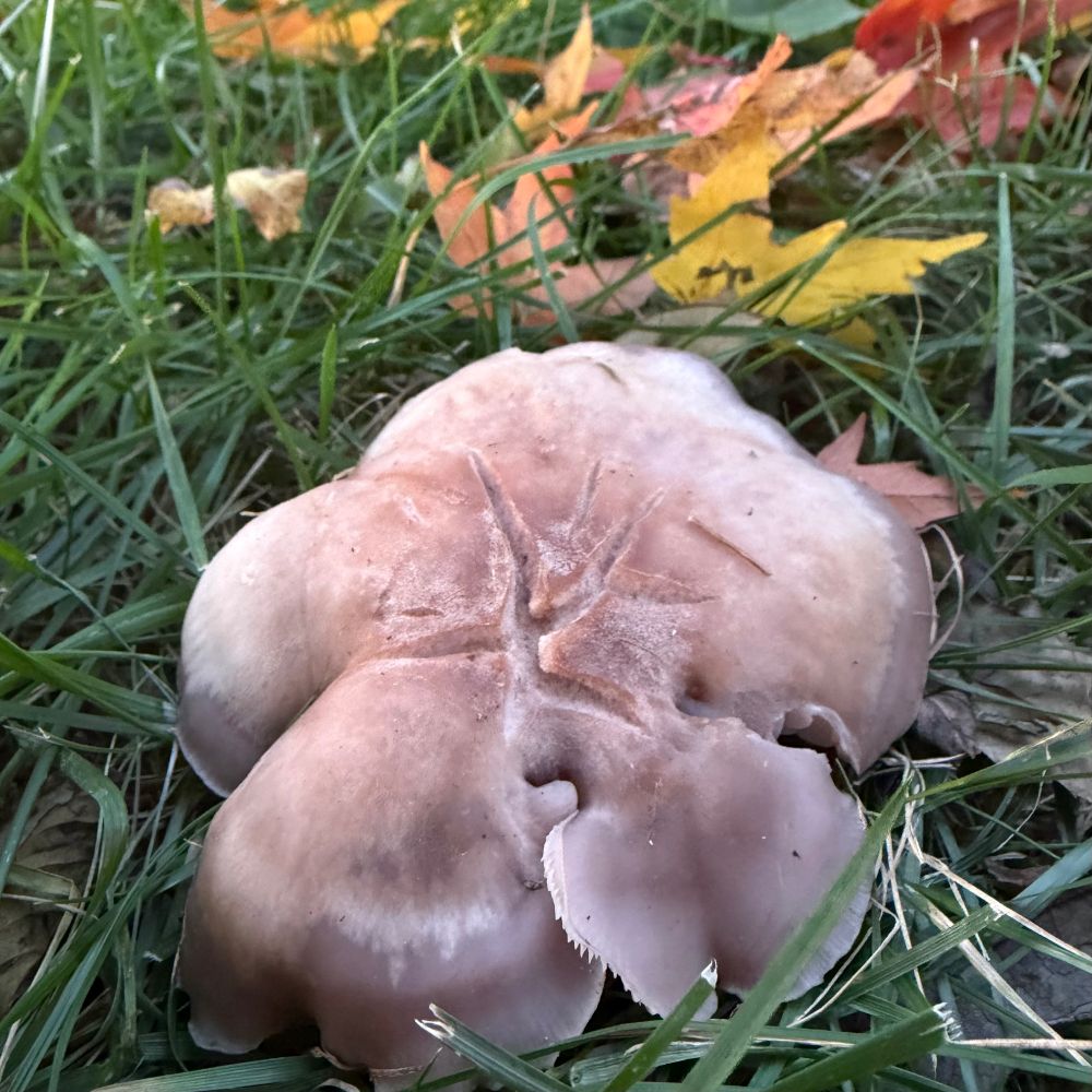 Irregularly shaped mushroom with thin edging and a star shape in the middle, likely some form of blewit, nestled among grass.  Fall leaves on the ground in the background 