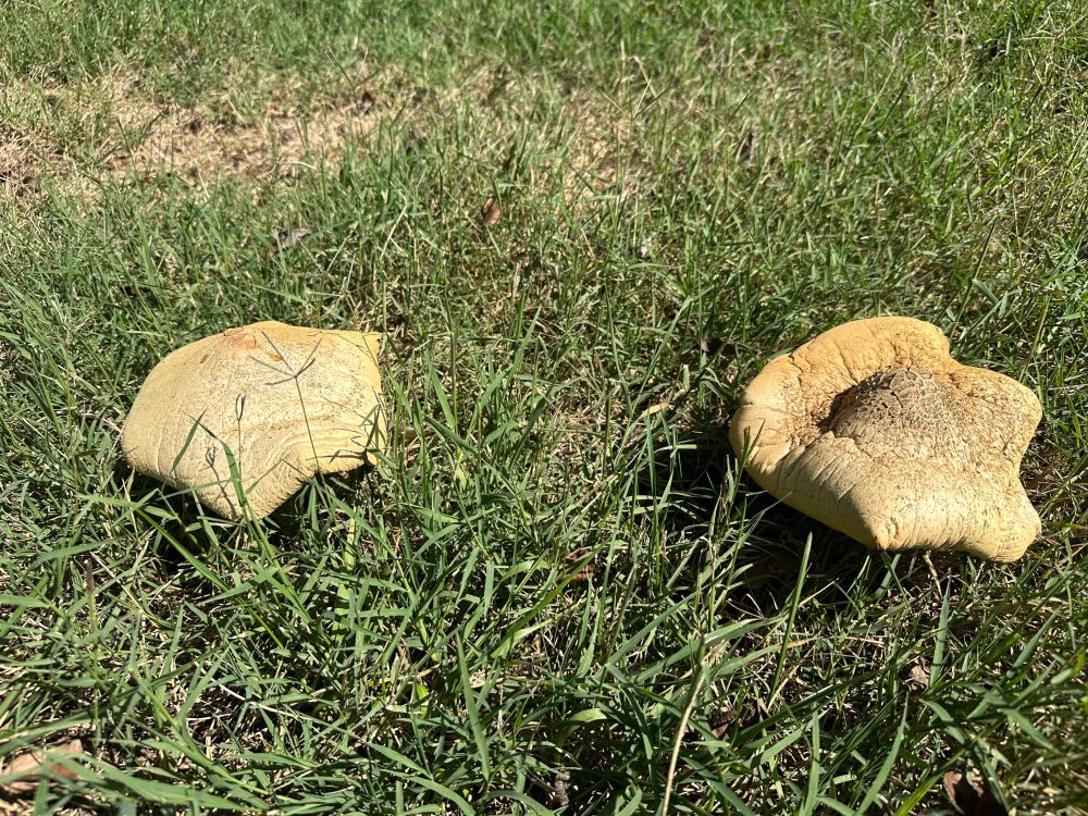 Two larger mushrooms that started to shrivel up in fun ways 