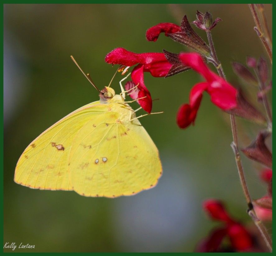 A bright yellow desert butterfly, with some brown-tan accents, softly perched on lower petal of a vivid Red Salvia bloom.  These blooms are visited often by butterflies & hummingbirds. Background is gently blurred garden greenery, with two soft areas of blueish-white, which are Plumbago blooms a few feet away... Photo taken 4 days ago… Quote in post by Kelly Lantana.