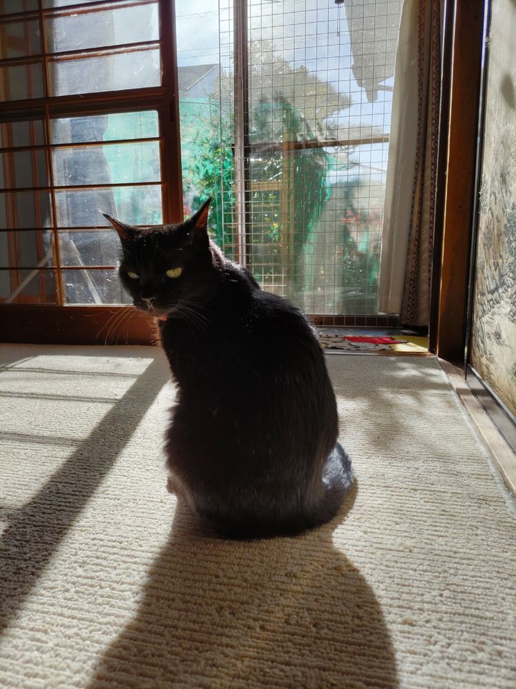 日向に座ってこちらを振り向いている黒猫