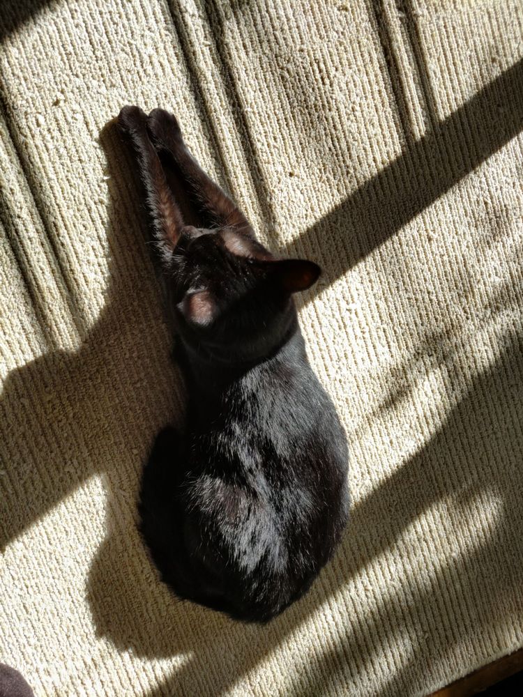 日向で前脚を伸ばして座っている黒猫を上から