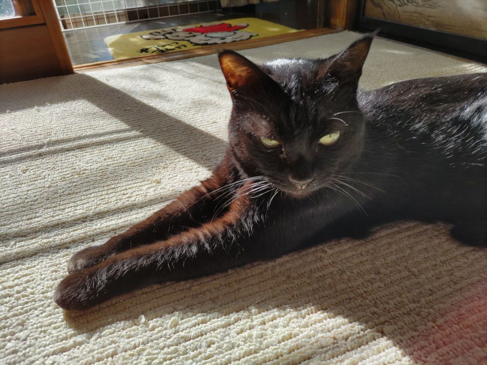 日向で前脚を伸ばして座っている黒猫