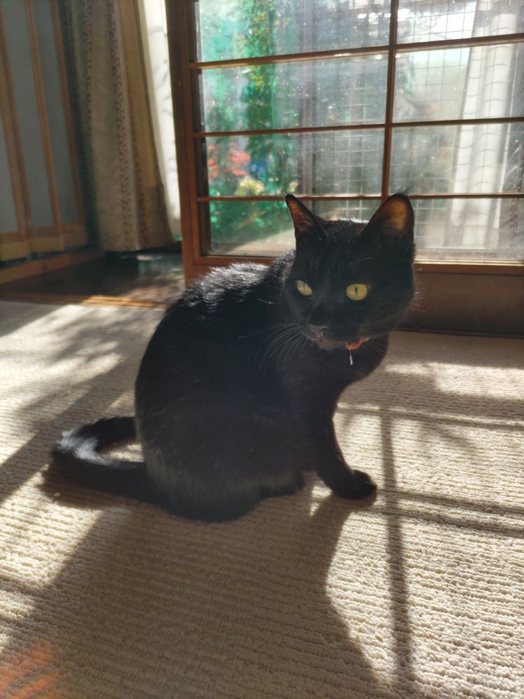 日向に座っている黒猫