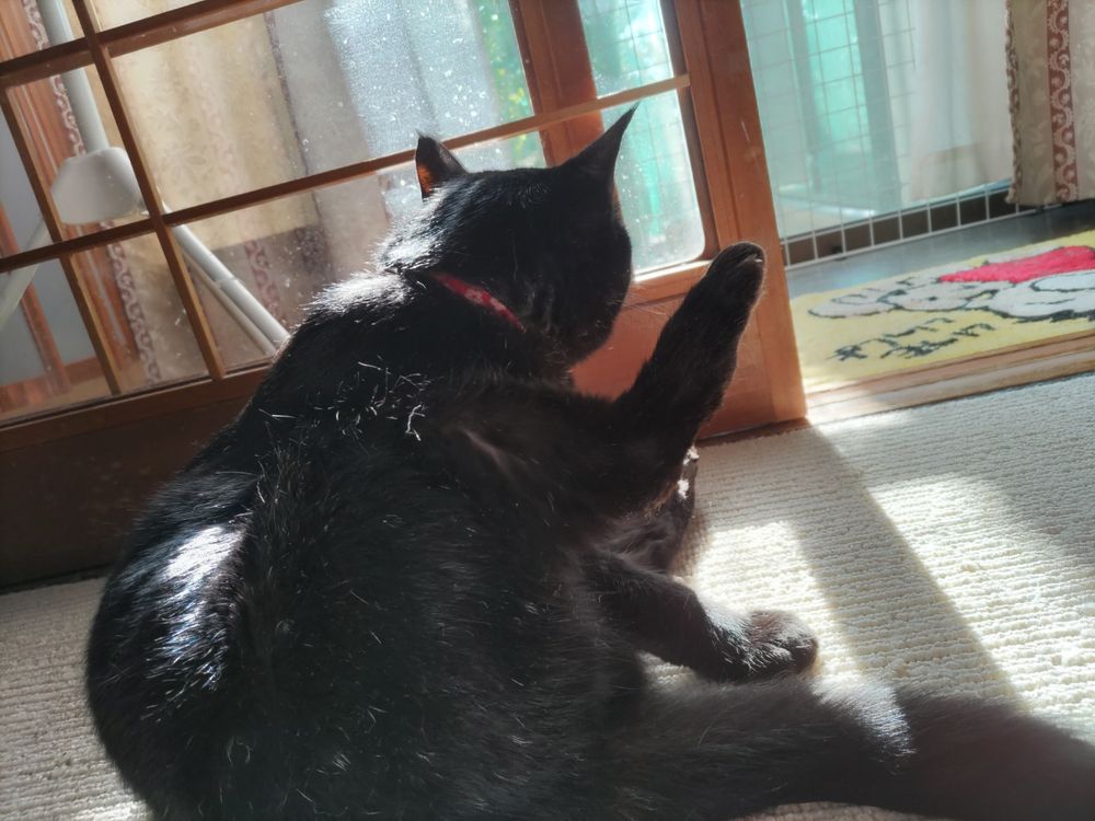 日向で毛繕いしている黒猫
動きを止めて外をぼんやり　脚は上げたまま