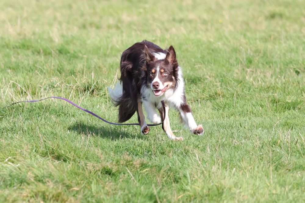 Border Collie running over grass with a long line attached being trained at sheep herding
