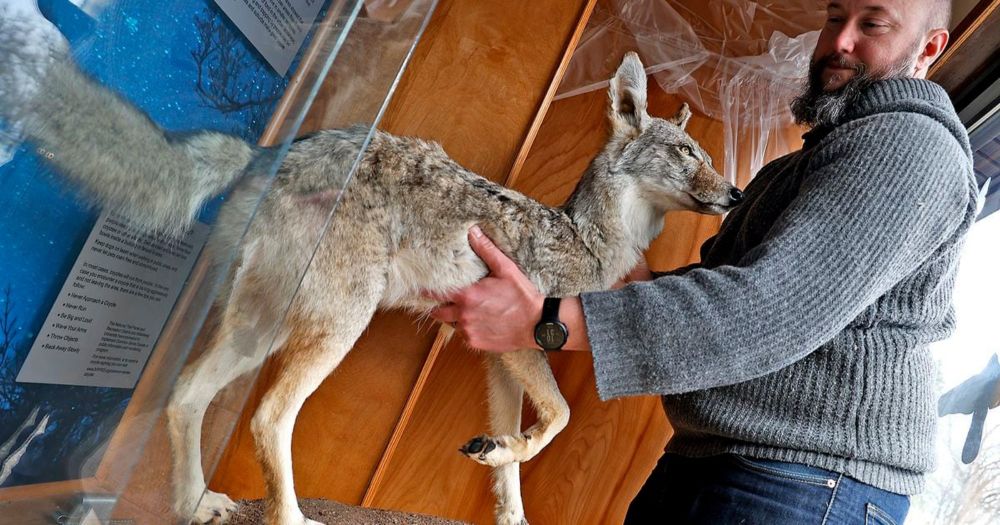 Clark County residents spot coyotes in area