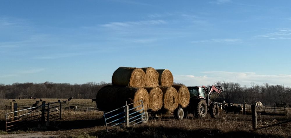 Tractor with seven large hay rolls pulls into a cow pasture