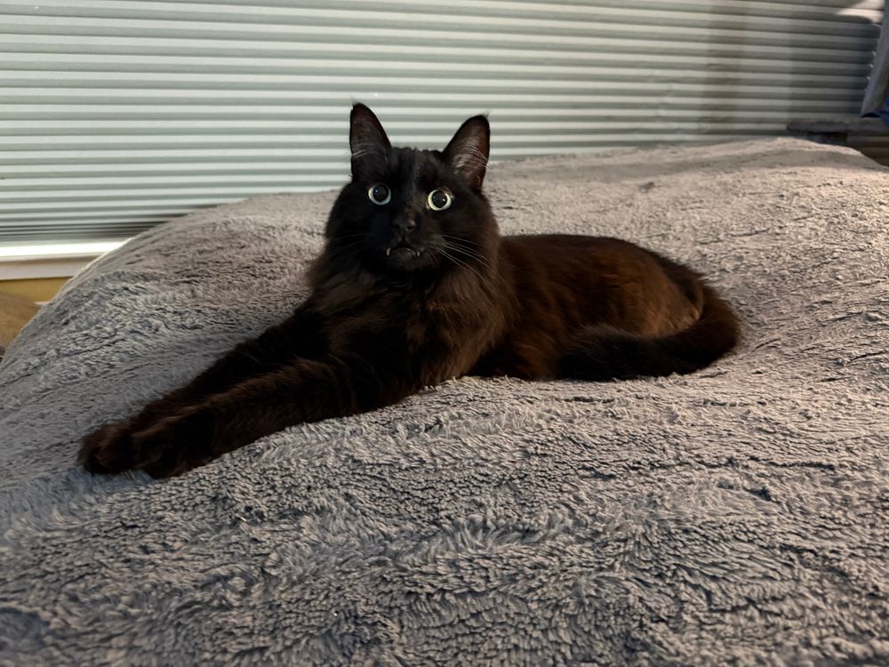 Black medium haired cat with green eyes laying on gray cushion.