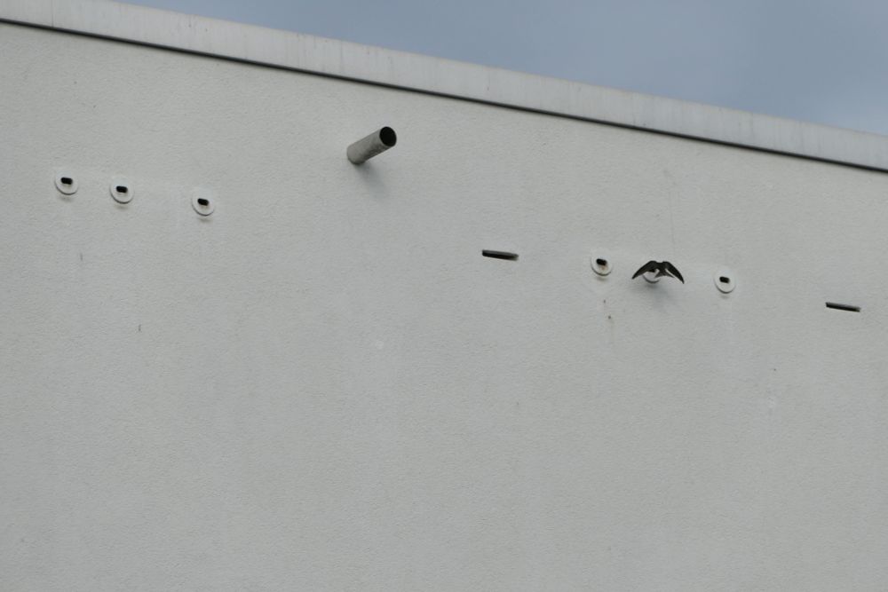 Mauersegler beim Einflug in einen Niststein.