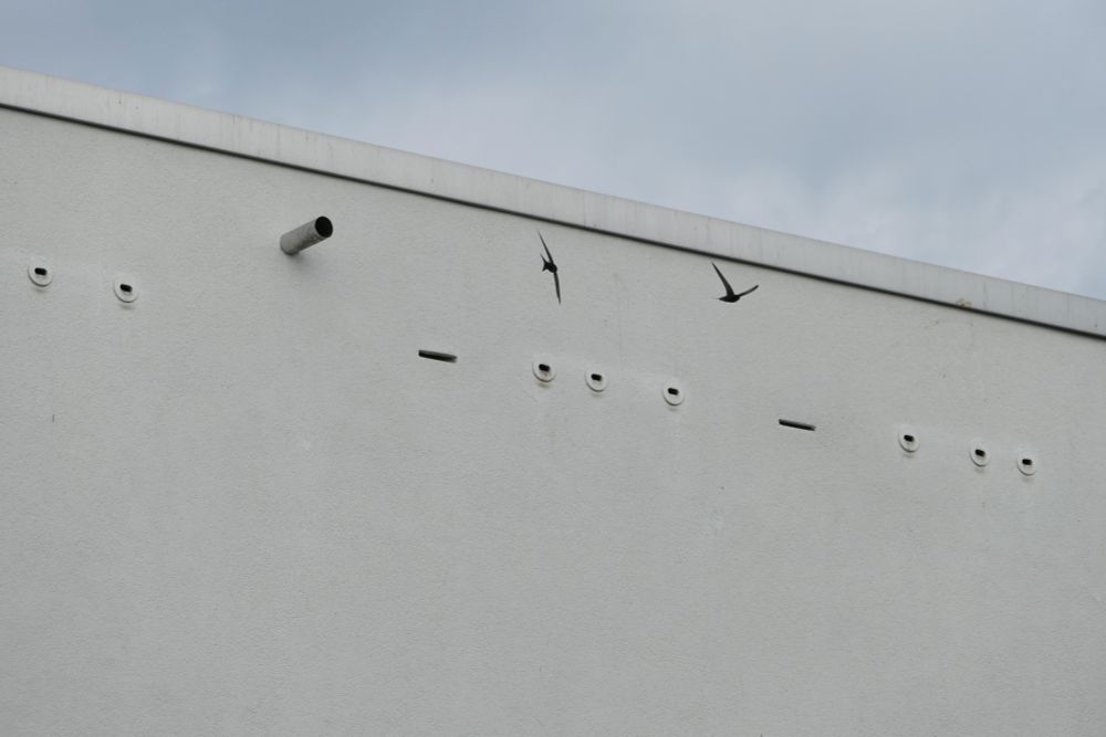 Zwei Mauersegler kreisen Mauersegler kreisen vor Niststeinen.