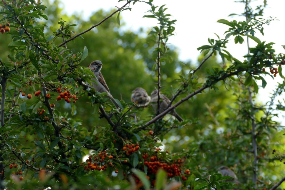 Drei Spatzen sitzen im Feuerdorn.