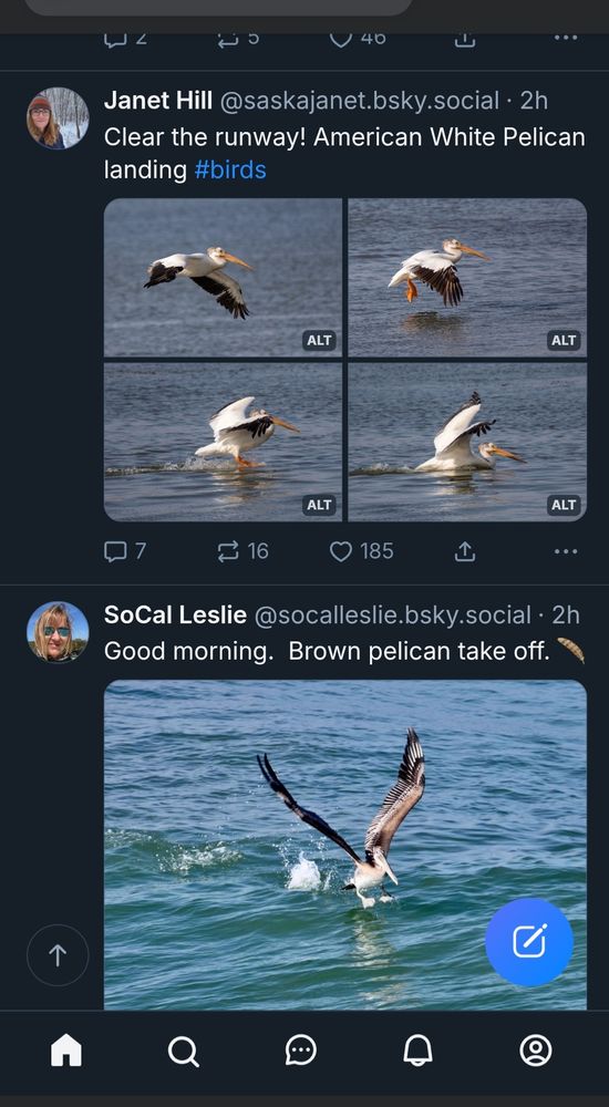 Two skeets with pelican images. 

Janet Hill's text is "Clear the runway! American White Pelican landing #birds"

SoCal Leslie's text is "Good morning. Brown pelican take off 🪶"