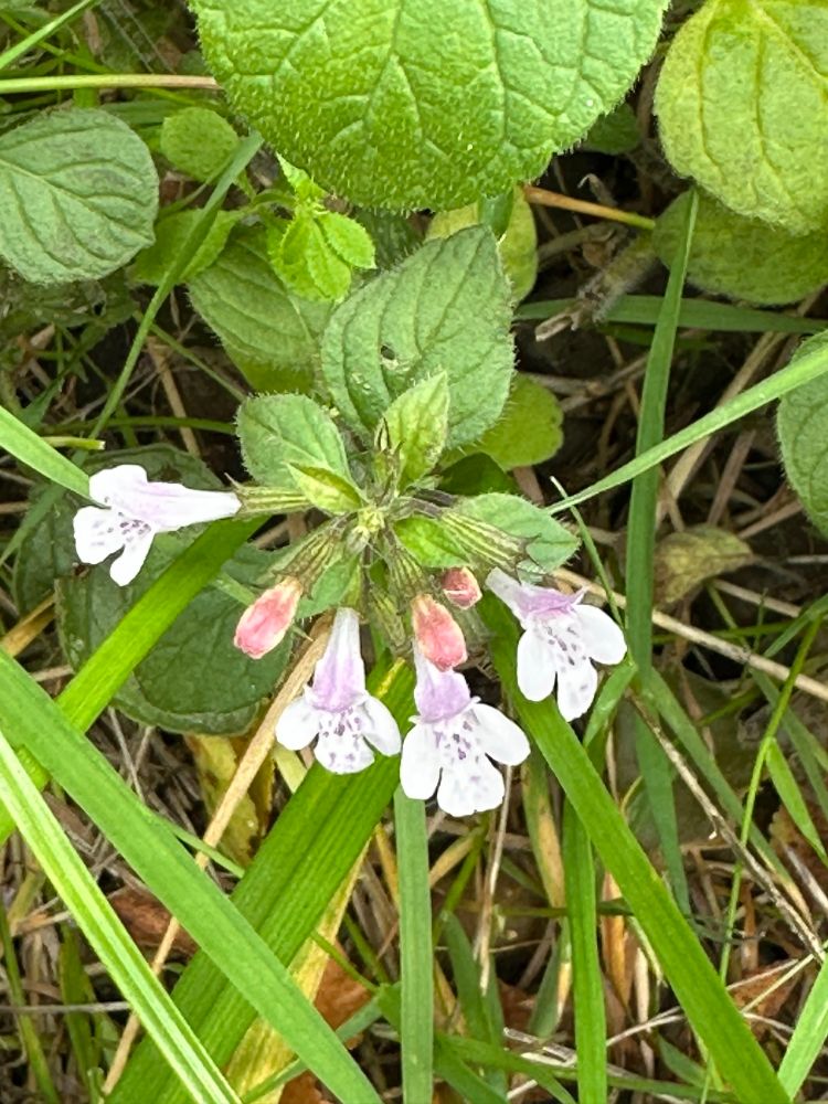 Close up showing sparse lilac dotting on the petals