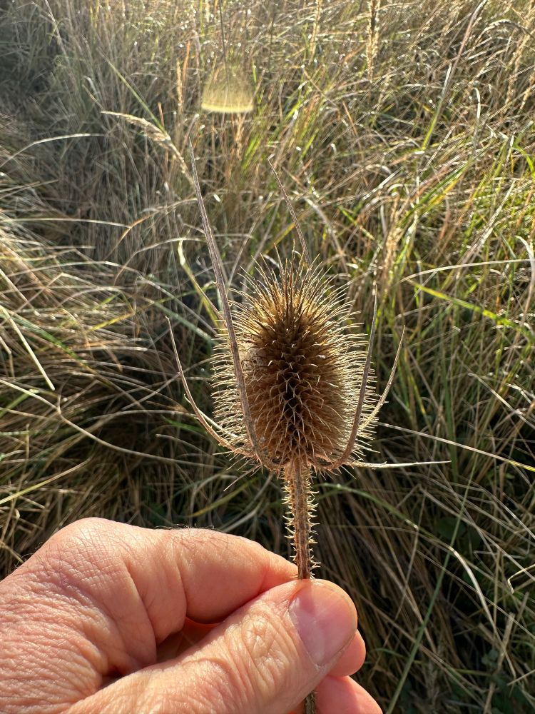 The oval head of a teasel, backlit