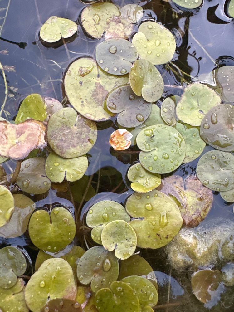 Some stunted miniature Frogbit leaves, like water lilies in miniature, and a stunted small white flower 