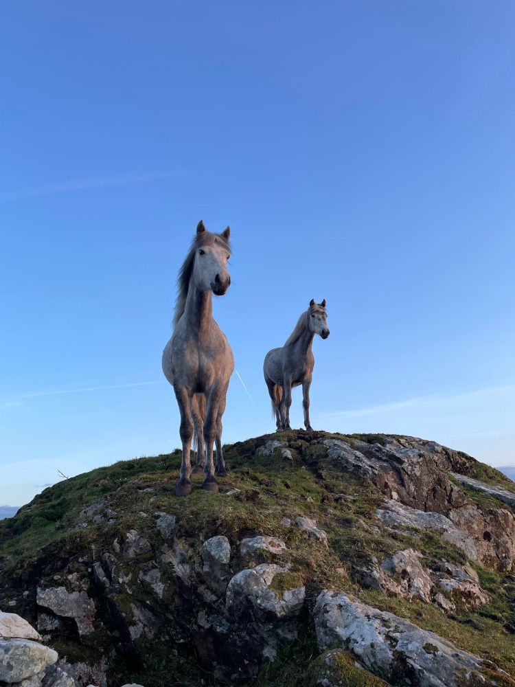 Two Connemara ponies standing on a rock mound in Connemara, with a blue sky behind them.