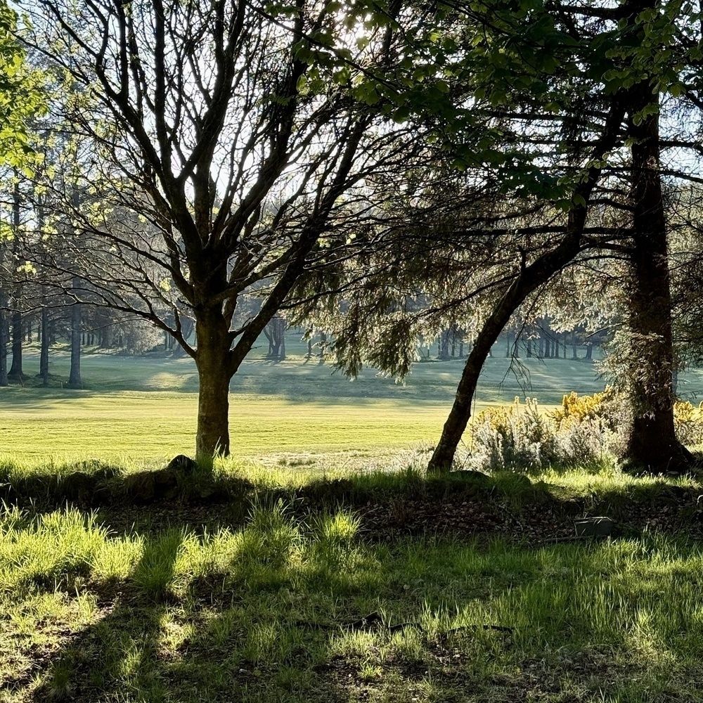 Sunlight filters through the trees, casting shadows on a grassy landscape with a serene forest backdrop.