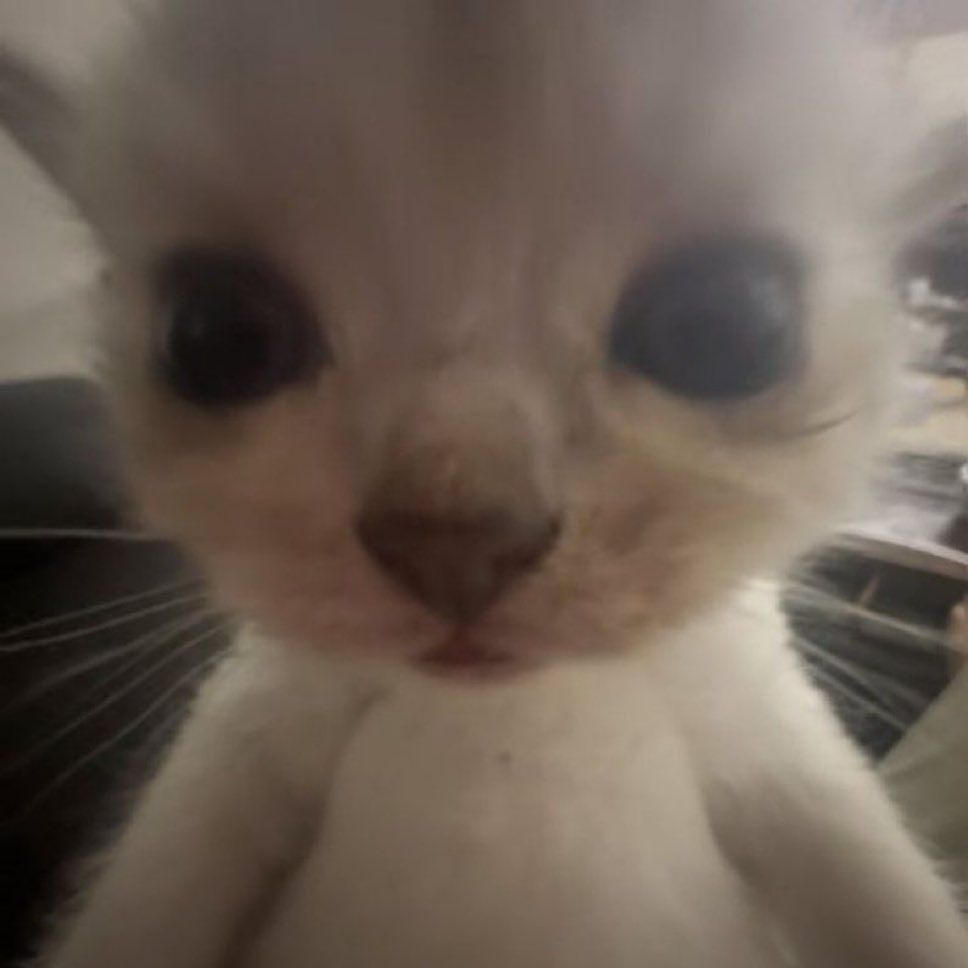 filhote de gato com a cabeça bem perto da câmera. é um gato aparentemente branco com olhos escuros.