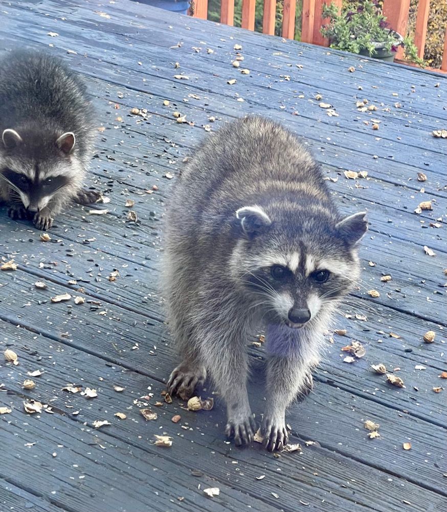 A large, heathy Momma raccoon and her kit searching for seeds on our deck. 