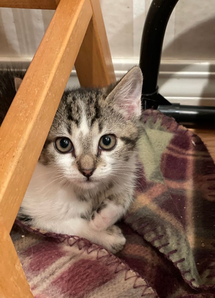 A brown and white tabby kitten with a striking brown nose and moss green eyes lays on a dark purple plaid blanket and looks into the camera. 