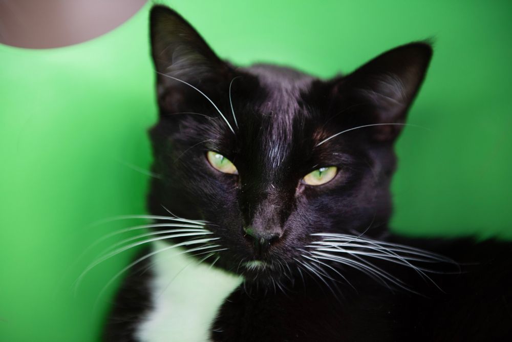 A lot of memes show the squinty-eye cat face as cats being mean or judgy, but it’s quite the opposite. Learn all about cat slow blinks.