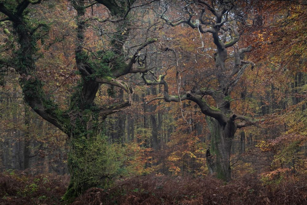 Two gnarly trees, one covered in green moss, one mostly bare, stand in front of a stand of autumnal trees in oranges and browns.