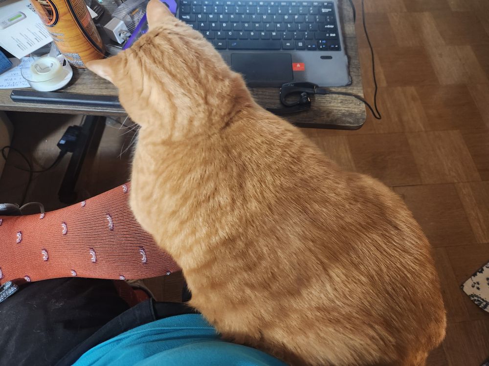 photo of orange cat sitting on leg and looking at laptop and cluttered desk. Sock is knee high orange with rainbows. My teal shirt is in the foreground and 9x9 wood grain tiles are on the floor in the background