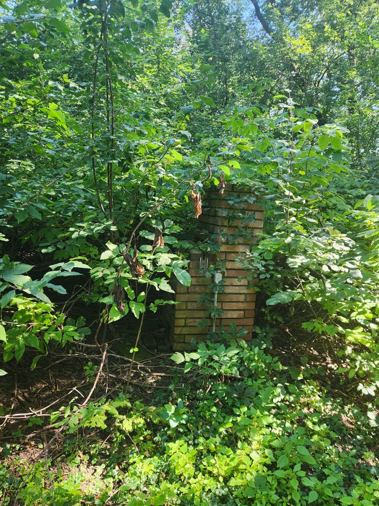 photo of yellow brick barbeque surrounded by green leaves