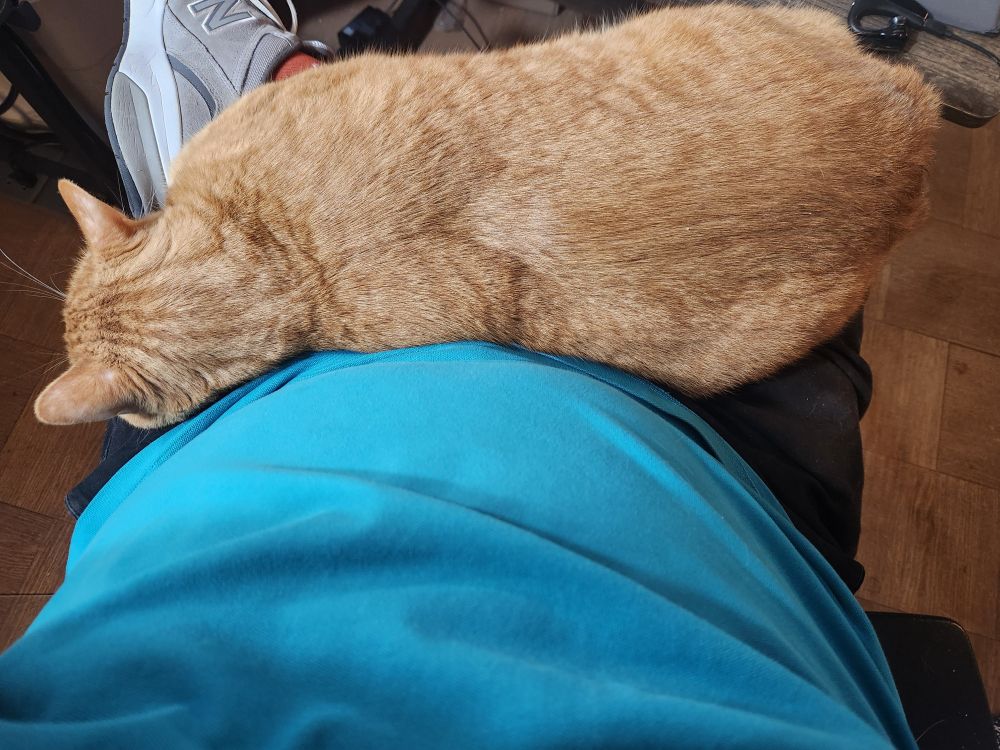 photo of top of orange cat now totally covering the crossed leg, with just a peak of orange sock and gray New Balance shoe with my teal belly taking up half the photo