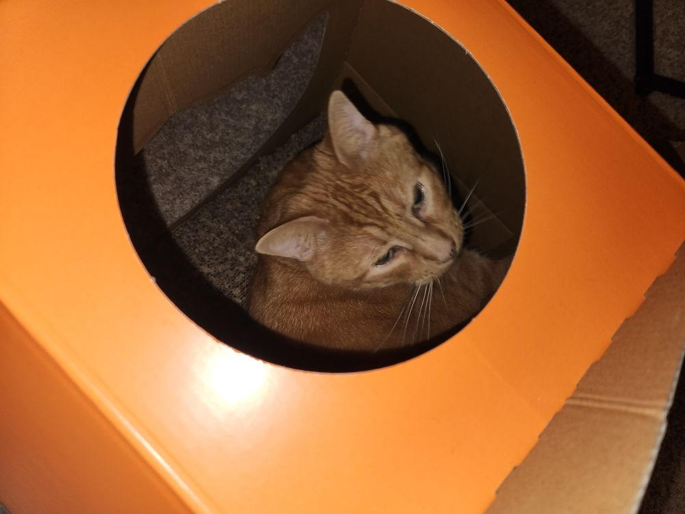 Orange cat with his head seen inside and orange paper cat house
