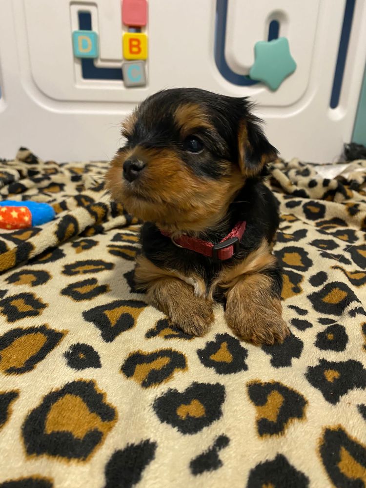 A Yorkshire Terrier puppy with black and gold fur looking to its right