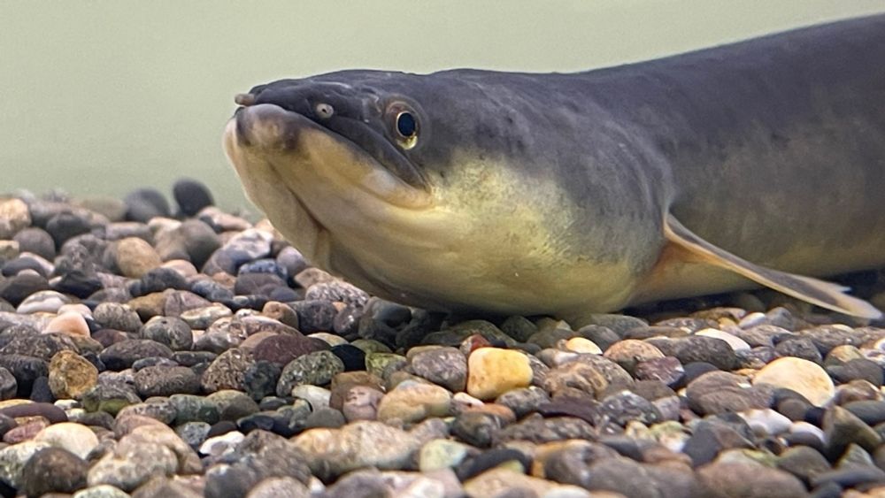 In Japan, an endangered eel was hiding in plain sight