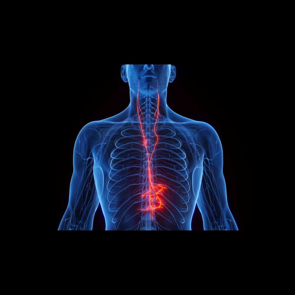 Zapping the Vagus Nerve Could Relieve Some Long COVID Symptoms