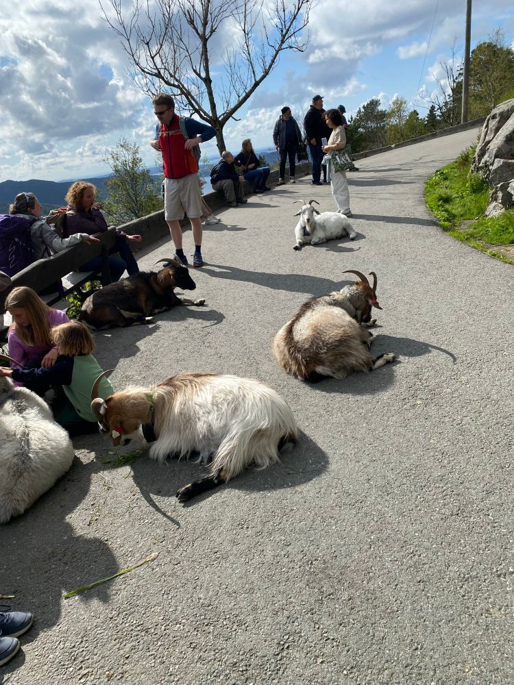 Goats 