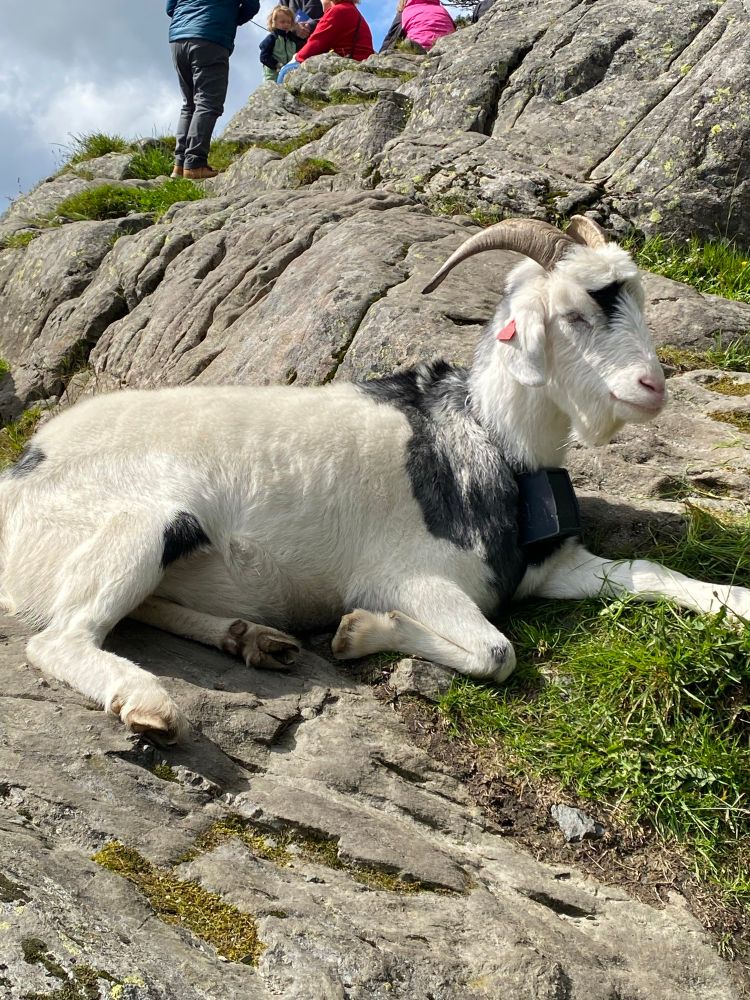Goat