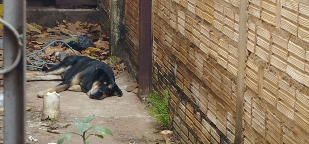 Um cachorro preto e bege deitado em um corredor externo, atrás de um monte de folhas.