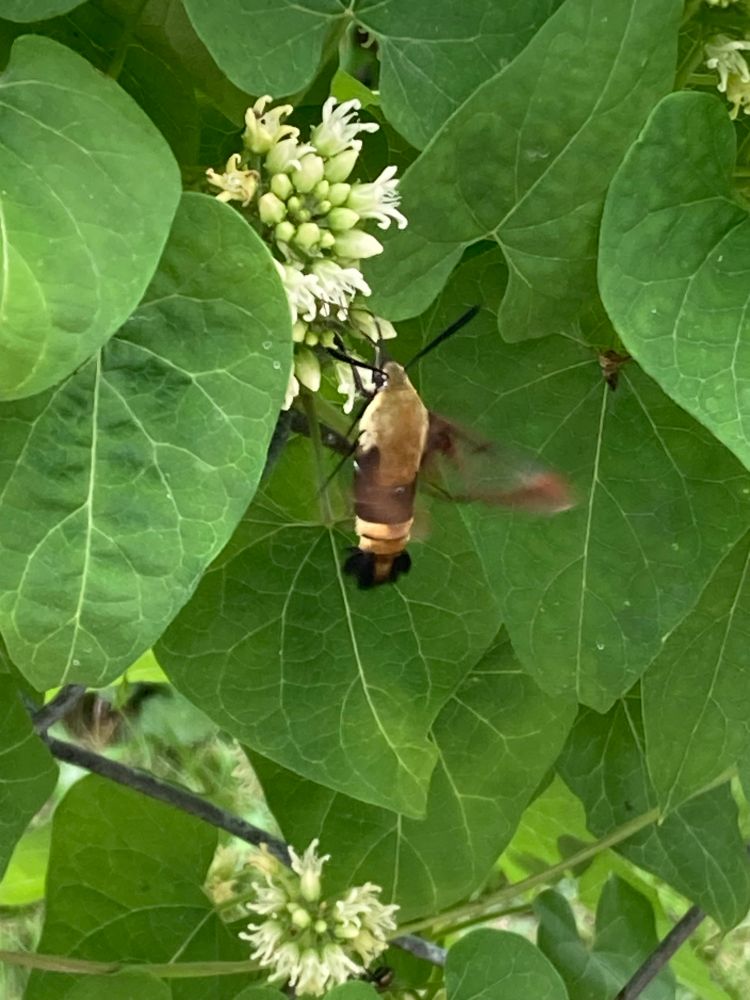 Humming bird moth on a honeyvine blossom.