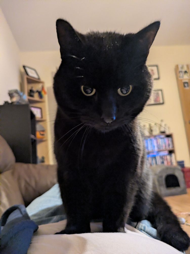 Frank the black cat sits on his human's belly, looking towards the camera