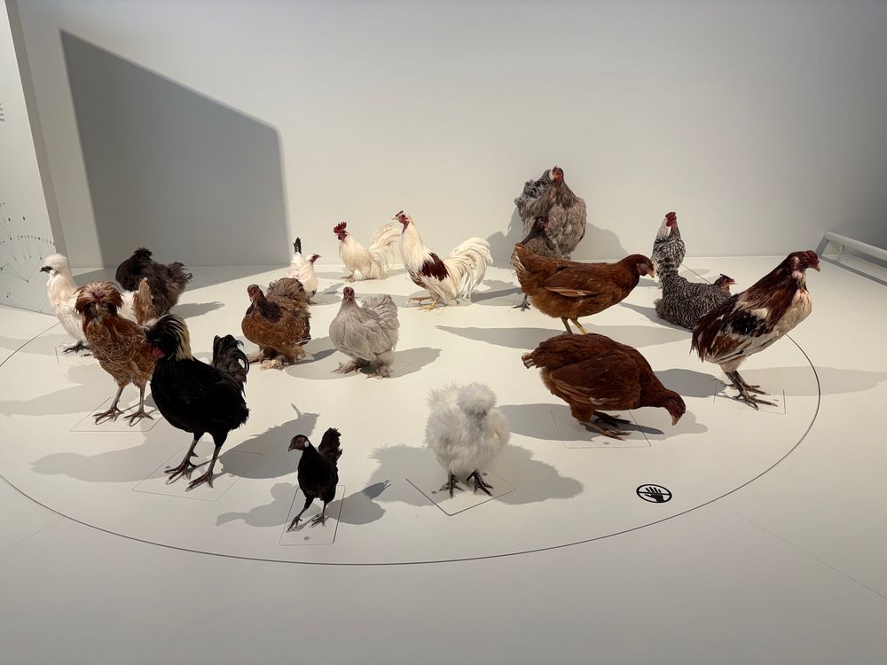 The image shows a stand in a museum showing many life size reproduction of many chicken species. Bok bok.