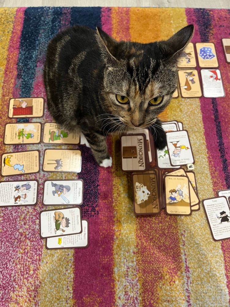 The photo shows a cat with all colors on the fur, sitting on top of cards from the game Munchkin
