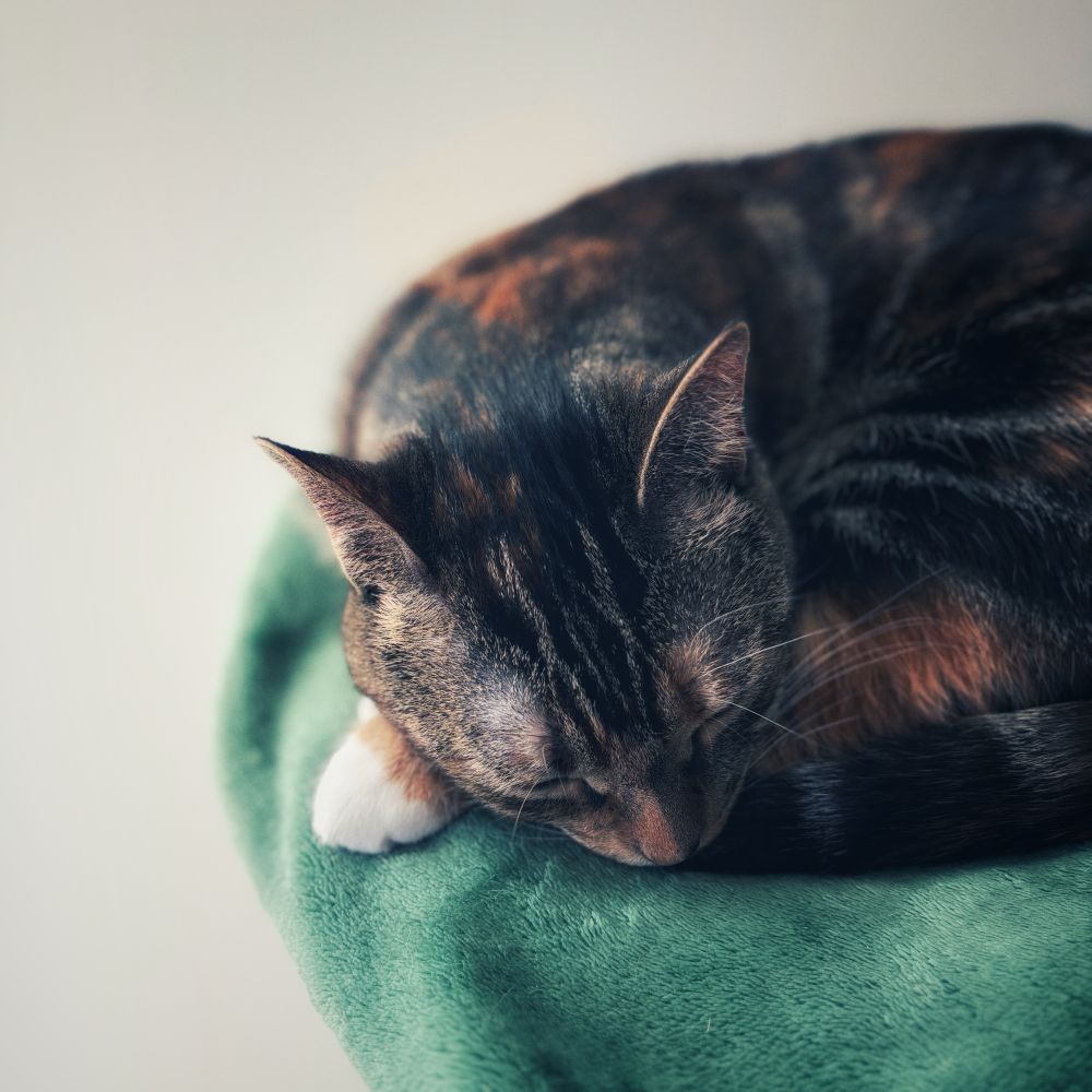 A multi-colored cat sleeping peacefully on a green blanket