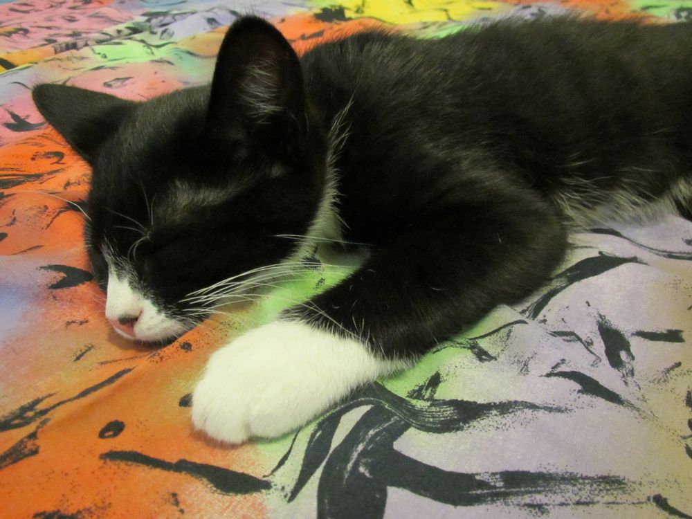 A tuxedo kitten sleeping on a bed.