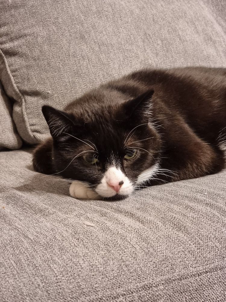 A tuxedo cat on a couch.