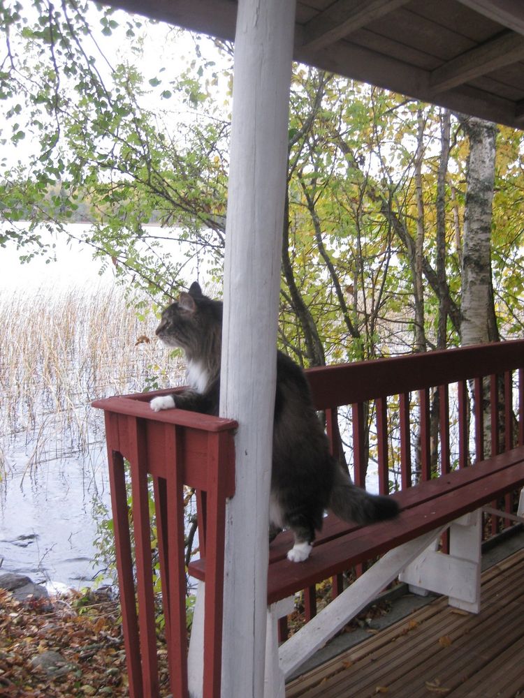 Furio at the summer cottage in autumn.