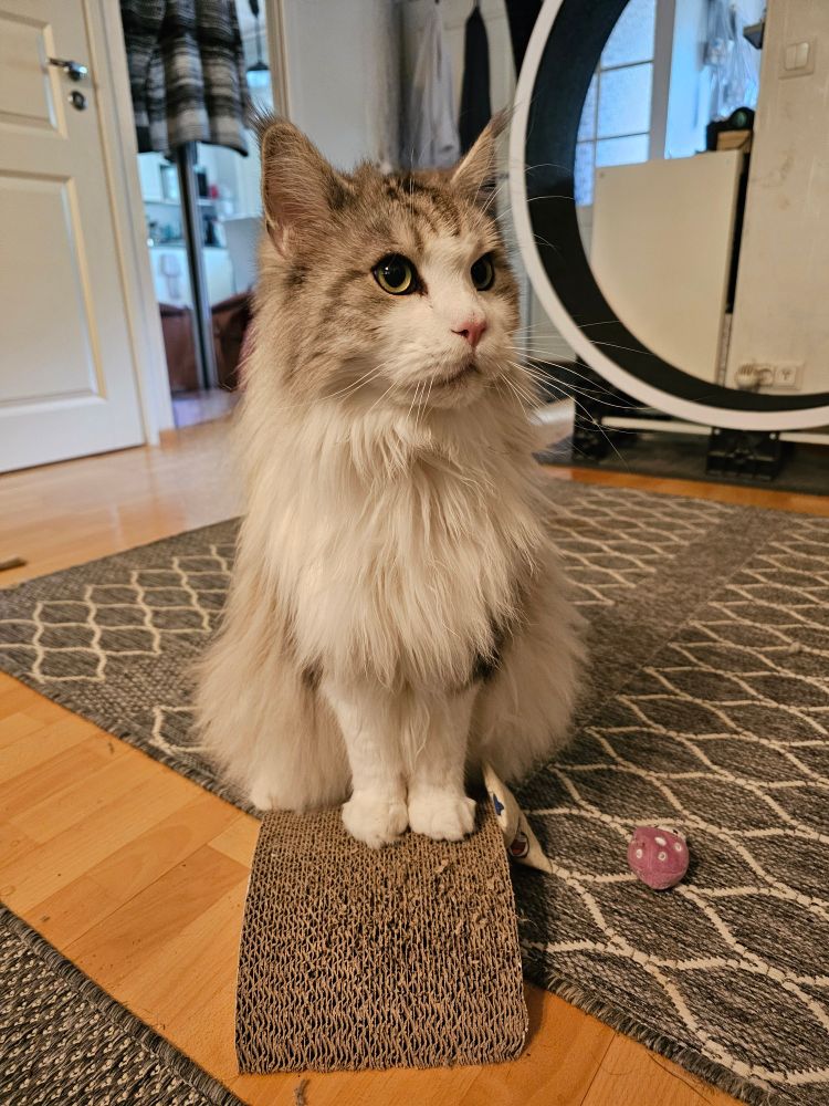 A Maine coon sitting on a scratching board. A cat wheel on the background.