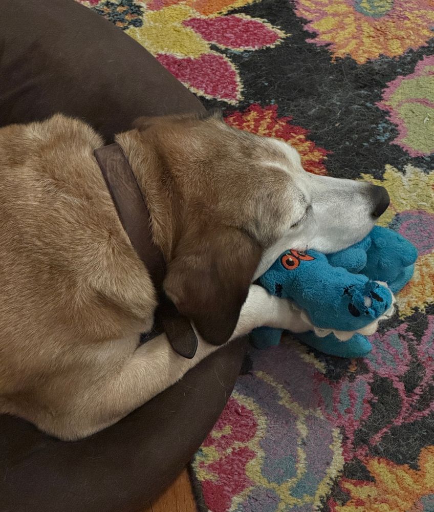 A brown dog has his blue alligator toy carefully snugged under his chin. The gator looks a bit like it's grinning at the camera. 