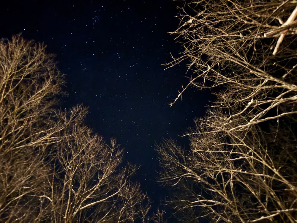 Night sky, with trees in frame